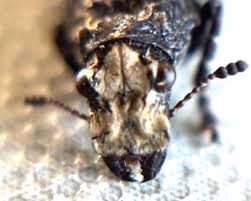 Attēlu rezultāti vaicājumam “Scardia boletella exuvia”