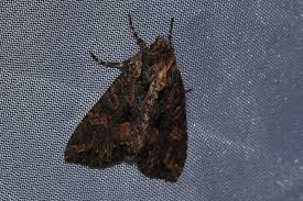 Attēlu rezultāti vaicājumam “Mniotype satura”