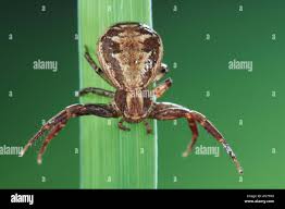 Attēlu rezultāti vaicājumam “Xysticus cristatus”