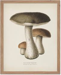 Attēlu rezultāti vaicājumam “Leccinum”