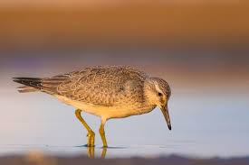 Attēlu rezultāti vaicājumam “Calidris”