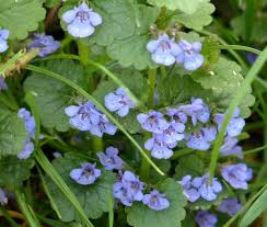 Attēlu rezultāti vaicājumam “Glechoma hederacea”