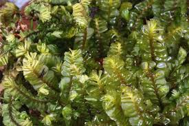 Attēlu rezultāti vaicājumam “Plagiochila asplenioides”