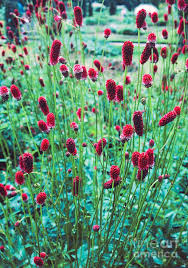 Image result for Sanguisorba officinalis