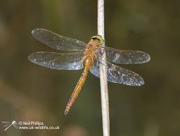 Attēlu rezultāti vaicājumam “Aeshna isoceles”