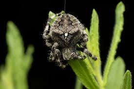 Attēlu rezultāti vaicājumam “Araneus angulatus”
