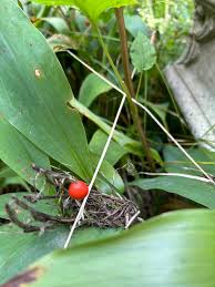Attēlu rezultāti vaicājumam “Convallaria majalis fruit”