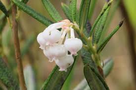 Attēlu rezultāti vaicājumam “Andromeda polifolia leaf”