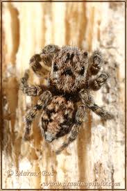 Attēlu rezultāti vaicājumam “Aelurillus v-insignitus”