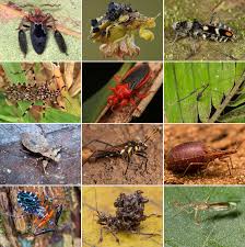 Attēlu rezultāti vaicājumam “Heteroptera”