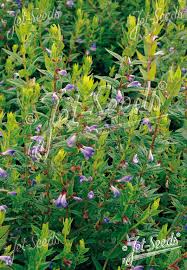 Attēlu rezultāti vaicājumam “Scutellaria galericulata leaf”
