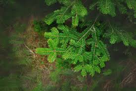 Attēlu rezultāti vaicājumam “Abies balsamea”