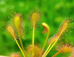 Attēlu rezultāti vaicājumam “Drosera rotundifolia flower”