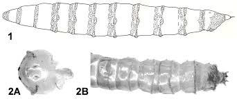 Attēlu rezultāti vaicājumam “Epirranthis diversata imago”