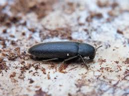 Attēlu rezultāti vaicājumam “Xylita laevigata”