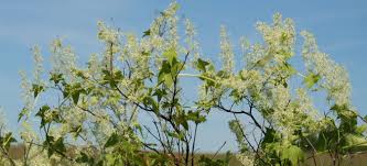 Attēlu rezultāti vaicājumam “Echinocystis lobata flower”