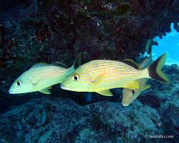 Image result for Haemulon sciurus