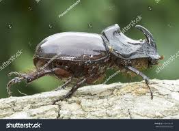 Attēlu rezultāti vaicājumam “Oryctes nasicornis male”