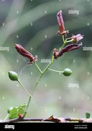 Attēlu rezultāti vaicājumam “Taphrina padi”