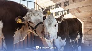 Image result for ganado bovino