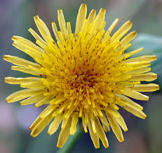 Attēlu rezultāti vaicājumam “Sonchus oleraceus”