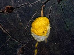 Attēlu rezultāti vaicājumam “Fuligo luteonitens macro”