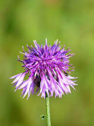 Attēlu rezultāti vaicājumam “Centaurea scabiosa bud”
