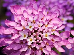 Image result for Iberis umbellata