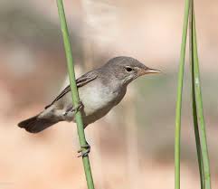 Image result for Hippolais olivetorum