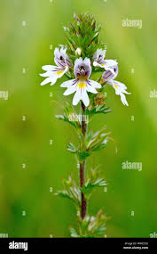 Attēlu rezultāti vaicājumam “Euphrasia”