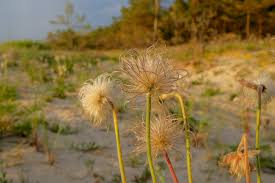 Attēlu rezultāti vaicājumam “Pulsatilla pratensis flower”