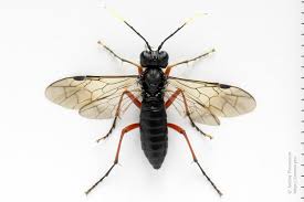 Attēlu rezultāti vaicājumam “Tenthredo mandibularis”