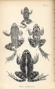 Attēlu rezultāti vaicājumam “Rana temporaria”