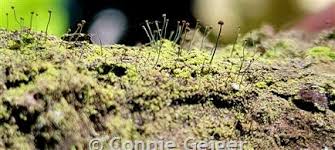 Attēlu rezultāti vaicājumam “Chaenotheca furfuracea”