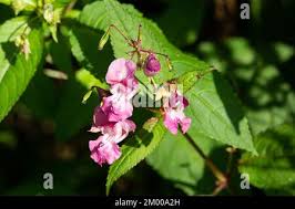 Attēlu rezultāti vaicājumam “Impatiens glandulifera leaf”