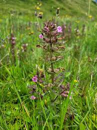 Attēlu rezultāti vaicājumam “Pedicularis palustris flower”