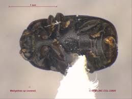 Attēlu rezultāti vaicājumam “Meligethes sp.”