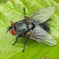 Attēlu rezultāti vaicājumam “Tachinidae”