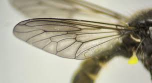 Attēlu rezultāti vaicājumam “Choerades sp.”