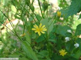 Attēlu rezultāti vaicājumam “Lapsana communis flower”