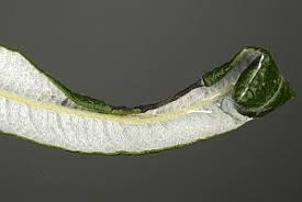 Attēlu rezultāti vaicājumam “Caloptilia stigmatella”