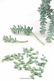 Image result for root-tail