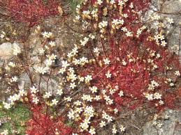 Attēlu rezultāti vaicājumam “Saxifragaceae”