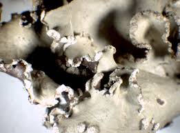 Attēlu rezultāti vaicājumam “Cetrelia olivetorum”