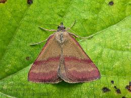 Attēlu rezultāti vaicājumam “Phytometra viridaria”