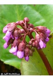 Attēlu rezultāti vaicājumam “Bergenia crassifolia”