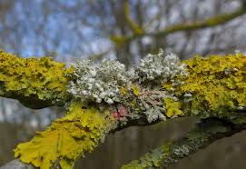 Attēlu rezultāti vaicājumam “Illosporiopsis christiansenii”