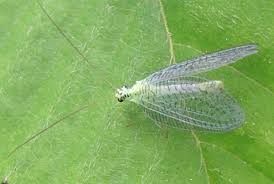 Attēlu rezultāti vaicājumam “Chrysopa”