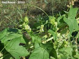 Attēlu rezultāti vaicājumam “Echinocystis lobata leaf”