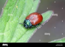 Attēlu rezultāti vaicājumam “Chrysomelidae”